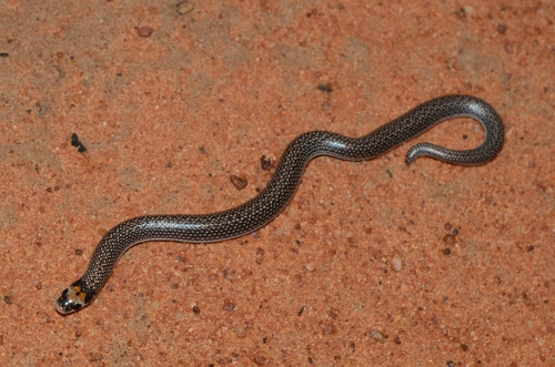 Lineolate Shovel-snout