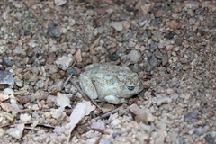 Platyplectrum spenceri