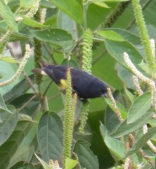 Spinus xanthogastrus