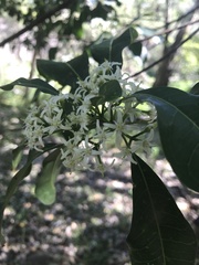 Acronychia oblongifolia