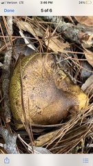 Suillus fuscotomentosus