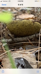 Suillus fuscotomentosus