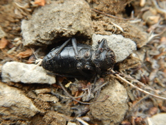 Tenebrionidae