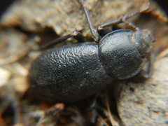 Tenebrionidae