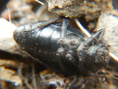 Tenebrionidae