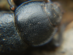 Tenebrionidae