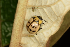 Platyphora fraterna