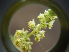Reseda luteola