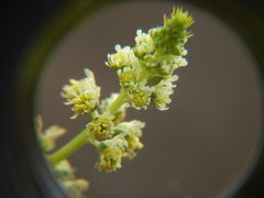 Reseda luteola