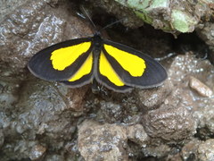 Cyllopodini