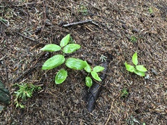 Streptopus streptopoides