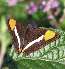 Adelpha syma