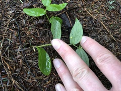 Streptopus streptopoides