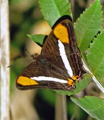 Adelpha syma