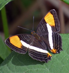 Adelpha syma