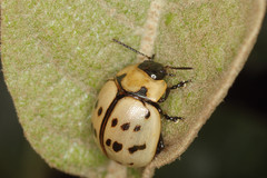 Platyphora fraterna
