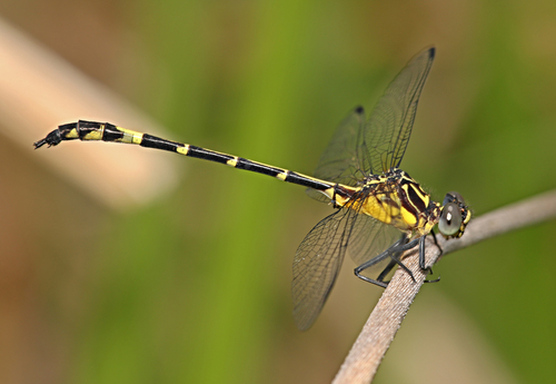 Austrogomphus divaricatus Watson, 1991