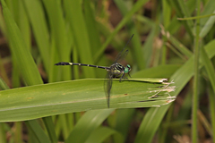 Austrogomphus bifurcatus