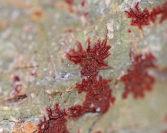 Phaeographis haematites