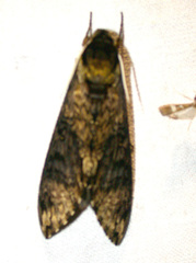 Manduca lucetius