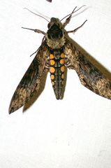 Manduca lucetius