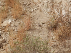 Toxostoma curvirostre