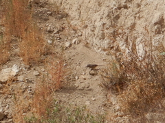 Toxostoma curvirostre