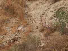 Toxostoma curvirostre