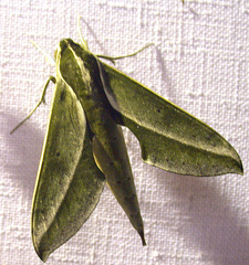 Xylophanes amadis