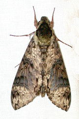 Manduca lucetius