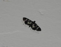 Desmia bajulalis