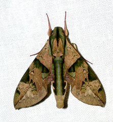 Eumorpha capronnieri