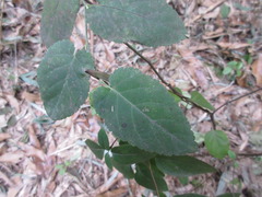 Rubus corchorifolius