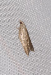 Acleris effractana