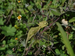 Chamaeleo chamaeleon recticrista