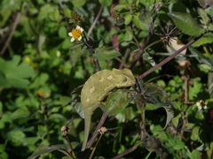 Chamaeleo chamaeleon recticrista