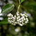 Psychotria sarmentosa - Photo (c) Yusran E. Ritonga, algunos derechos reservados (CC BY-NC), uploaded by Yusran E. Ritonga