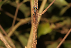 Synlestes tropicus
