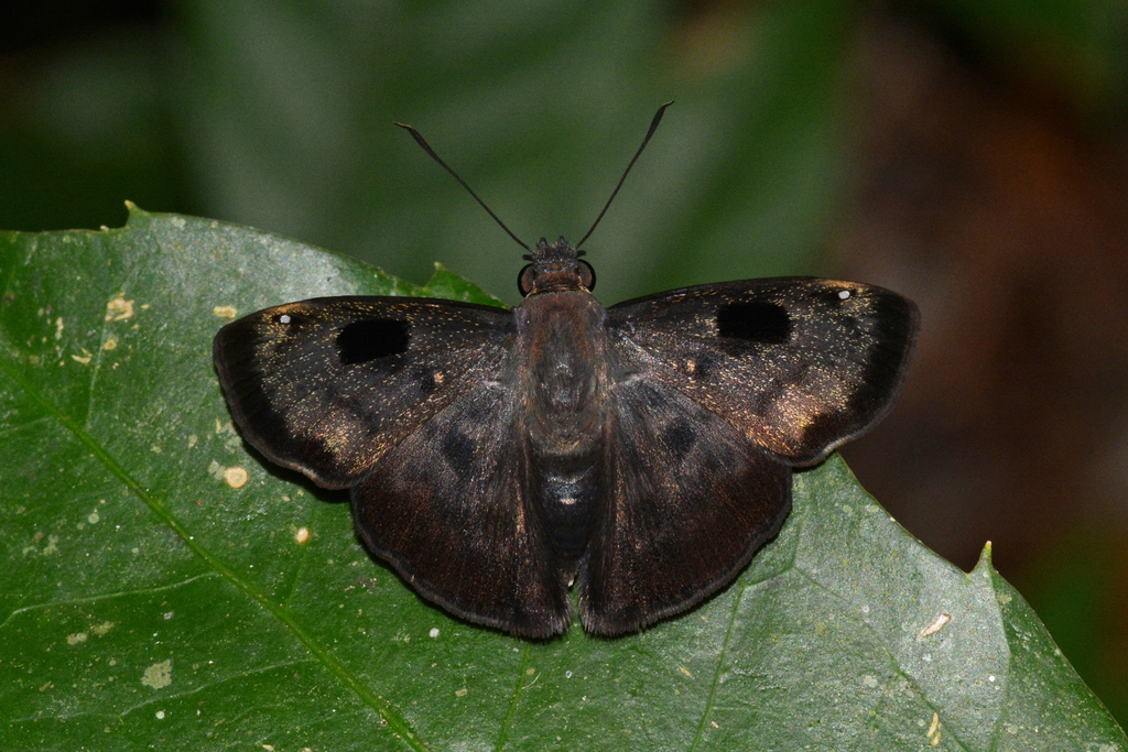 Eracon paulinus