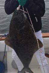 Hippoglossus stenolepis