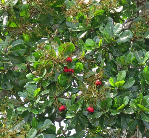 Image of Anacardium giganteum by (c) Sidnei Dantas, some rights reserved (CC BY-SA)