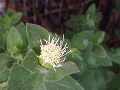 Brickellia greenei