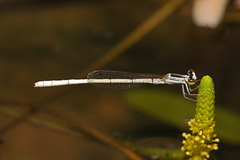 Agriocnemis argentea