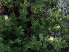 Brickellia greenei