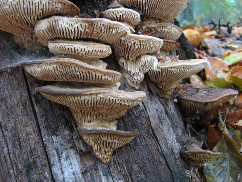 Ąžuolinis Vinguris nuotrauka