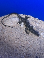 Varanus tsukamotoi