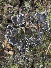 Peltigera ponojensis