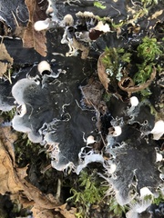 Peltigera ponojensis