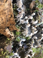 Peltigera ponojensis