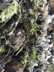 Peltigera ponojensis